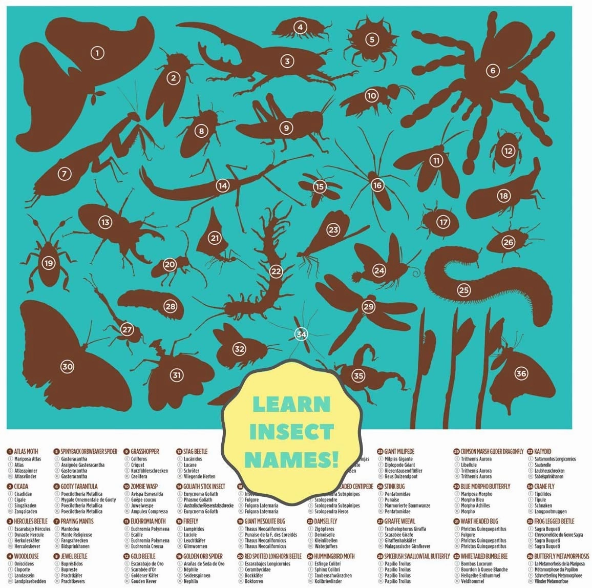 36 Animals Amazing Insects - 100 Piece Puzzle